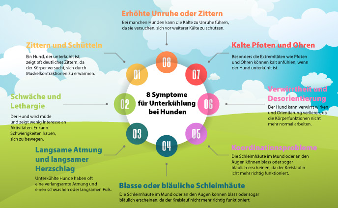 8 Symptome für Unterkühlung bei Hunden