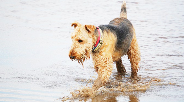 Airedale Terrier