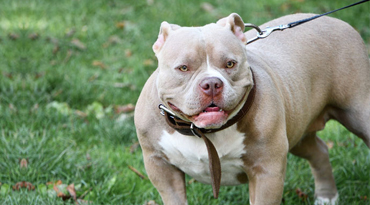 Amerikanischer Staffordshire Terrier