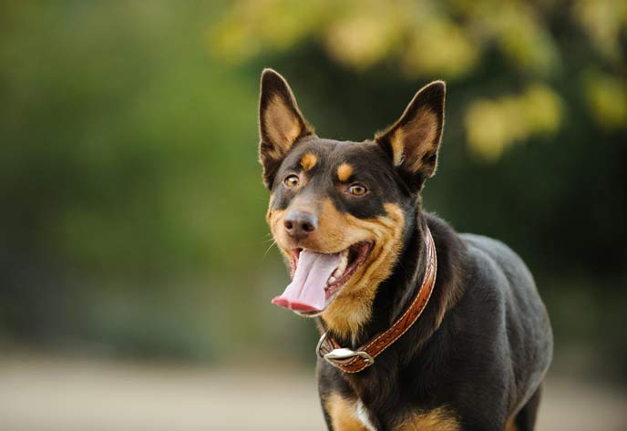 Aussehen des Australian Kelpie