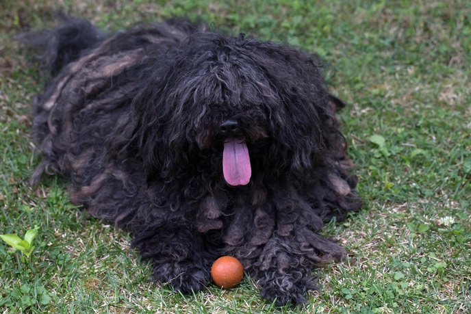 Temperament des Ungarischen Puli