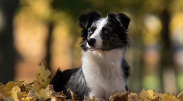 Australian Shepherd