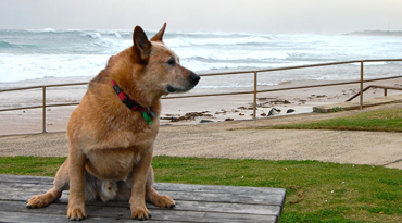 Australian Cattle Dog