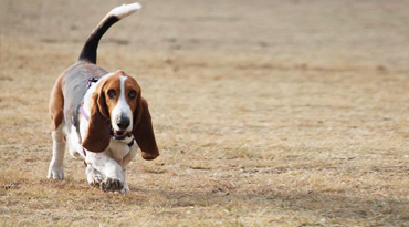 Basset Hound