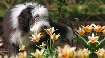 Bearded Collie