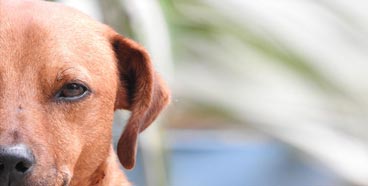 Bindehautentzündung beim Hund Bindehautentzündung