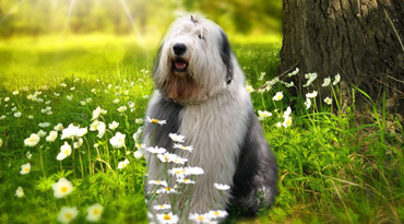 Bobtail - Old English Sheepdog