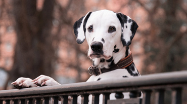 Dalmatiner