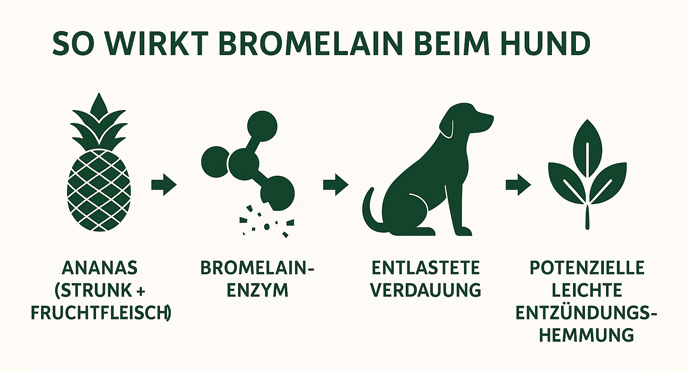 Das Enzym Bromelain: Ein natürlicher Entzündungshemmer und Verdauungshelfer