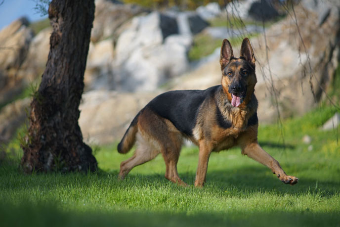 deutschen Schäferhundes im Freien bei Tageslicht