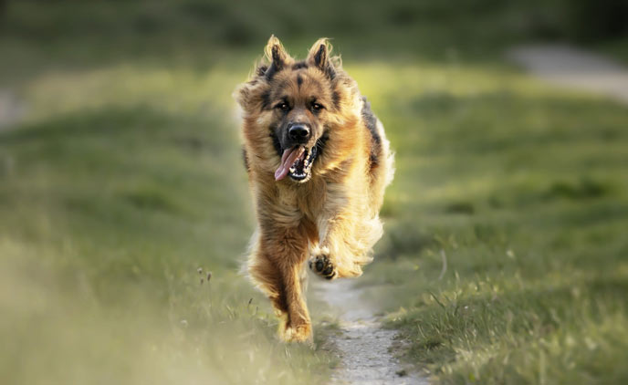 deutscher Schäferhund