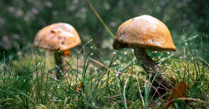 Dürfen Hunde gekochte Pilze fressen