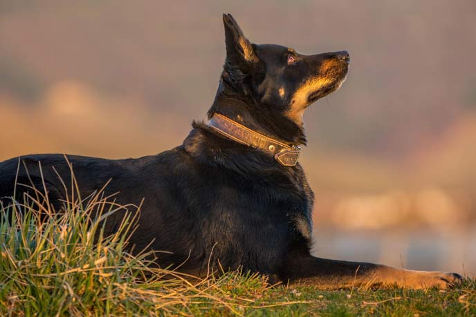 Einführung des Australian Kelpie