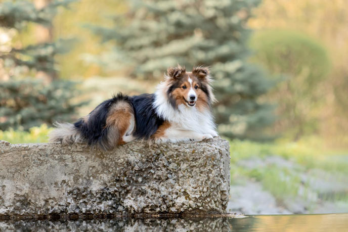 Einführung des Shetland Sheepdog