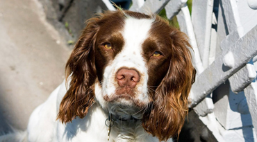English Springer Spaniel