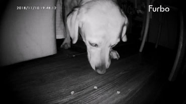 Furbo Dog Camera - Nachsichtmodus