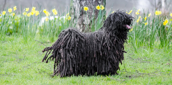 Geschichte des ungarischen Puli