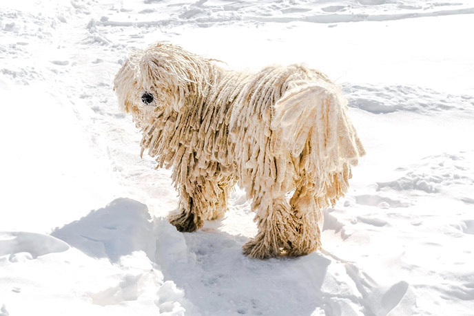 Gesundheit des Ungarischen Puli