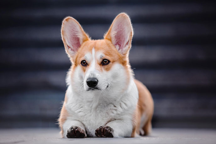 Gesundheit des Welsh Corgi Pembroke