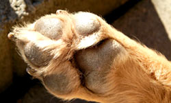 Der Hund besitzt nur wenige Schweißdrüsen und zwar an den Ballen seiner Pfoten Der Hund besitzt nur wenige Schweißdrüsen und zwar an den Ballen seiner Pfoten
