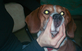 Hund mit reflektierenden Augen in dunkler Umgebung bei Lichteinfall