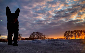 Hund auf einem Weg in der Dämmerung, Umgebung ist nur schwach beleuchtet