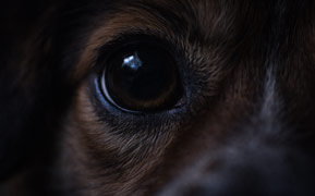 Nahaufnahme eines Hundeauges bei wenig Licht, die Pupille ist deutlich geöffnet