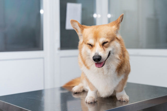 Intelligenz - Trainierbarkeit des Welsh Corgi Pembroke