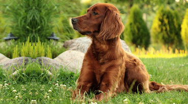 Irish Setter