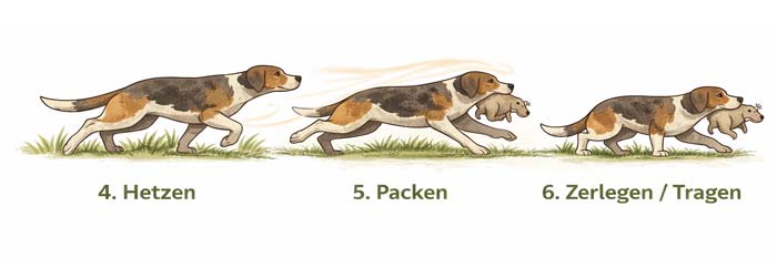 Hund in den Phasen Hetzen, Packen und Tragen innerhalb der Jagdkette