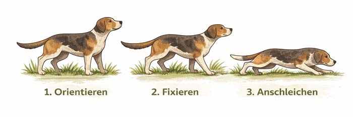 Hund in den Phasen Orientieren, Fixieren und Anschleichen beim Jagdverhalten