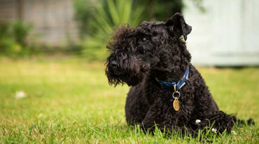 Kerry Blue Terrier