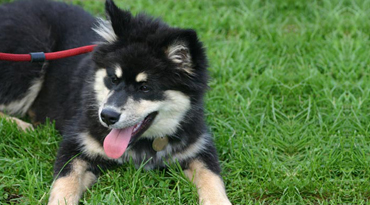 Finnische Lapphund