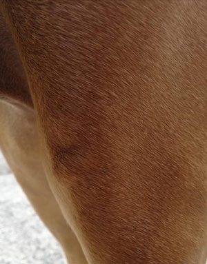 ein Lipom über dem Knie am Hinterbei ein Lipom über dem Knie am Hinterbei