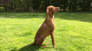 Magyar Vizsla