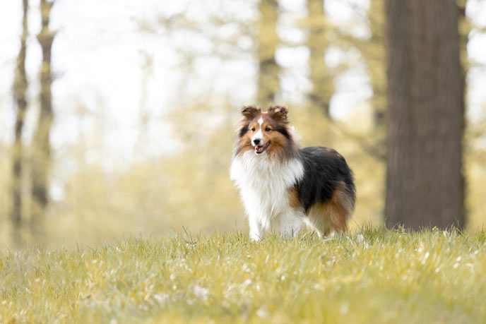 Pflege des Shetland Sheepdog