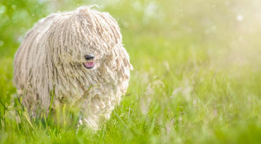 Der Puli ist eine ungarische Hunderasse