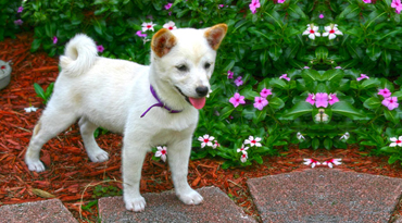 Shiba Inu