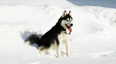 Sibirischer Husky