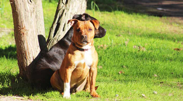 Staffordshire Bullterrier