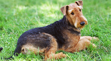 Welsh Terrier