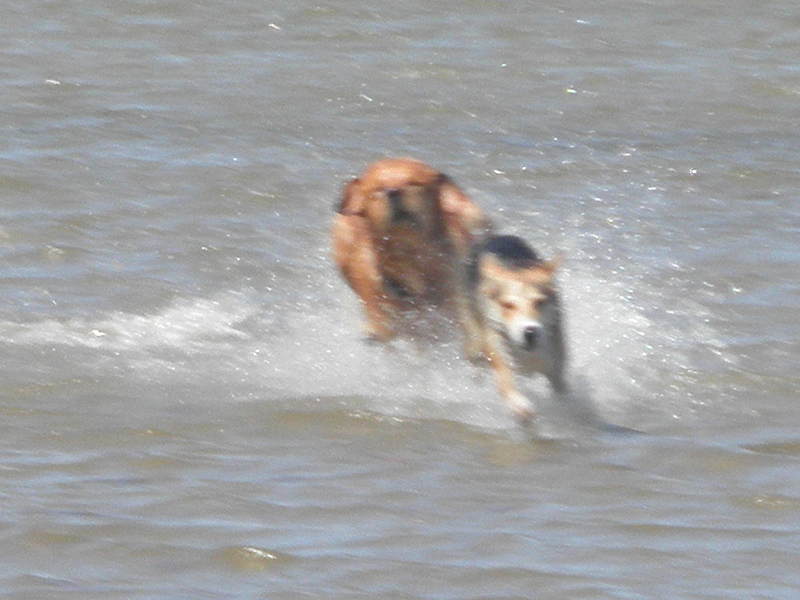 Urlaub mit unserem Hund Leon auf der Insel Poel