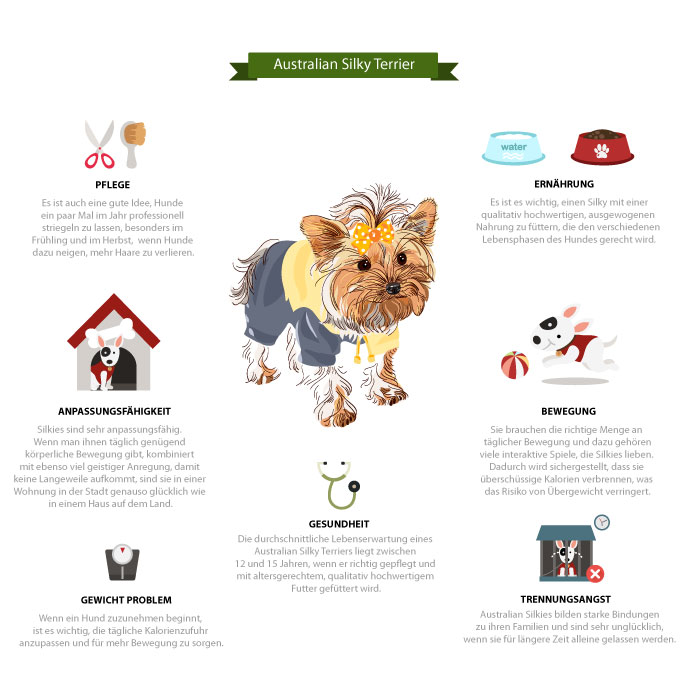 Australian Silky Terrier Informationsgrafik