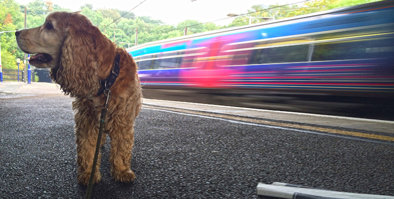 Bahnreise mit Hund Reisen mit der Zug hat Vorteile