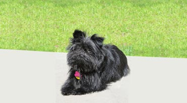 Affenpinscher Affenpinscher