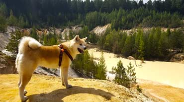 Akita Inu Akita Inu