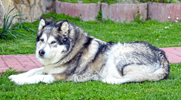 Alaska Malamute Alaska Malamute