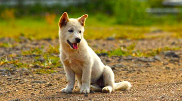 jeder Hund braucht Pflege. Doch wie viel ist gesund? Artgerechte Pflege