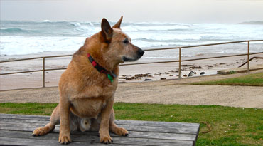 Australian Cattle Dog Australian Cattle Dog