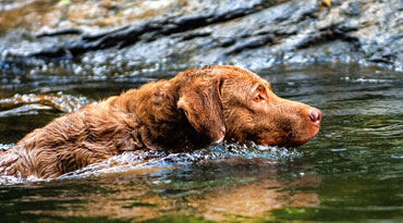 Dieser zähe Retriever wurde zuerst in der Chesapeake Bucht in Maryland gezüchtet. Chesapeake Bay Retriever